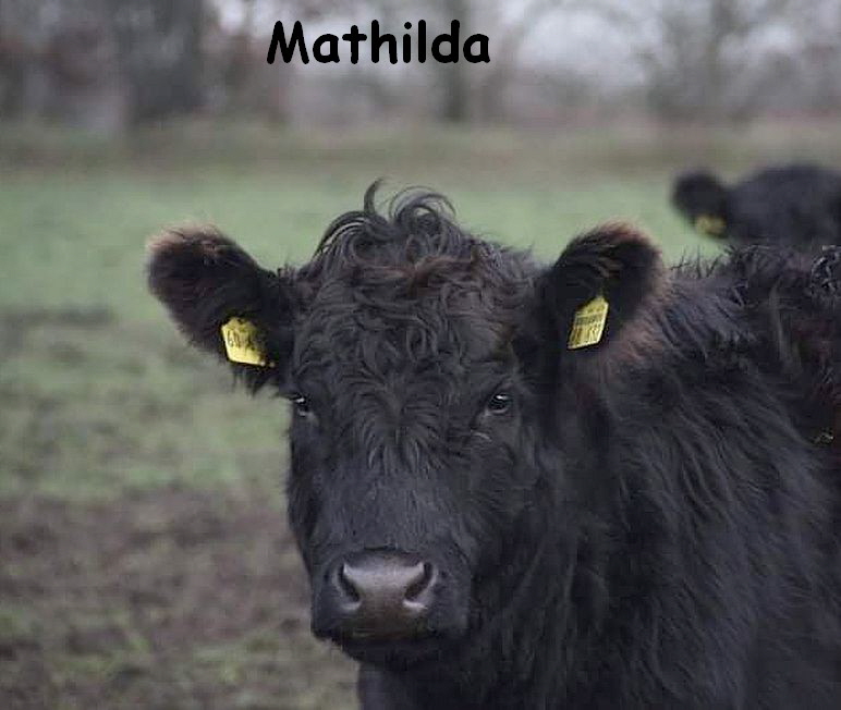 Mathilda_received_361491528570919