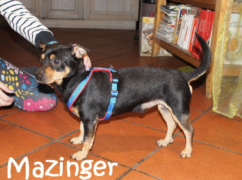 Mazinger_DSC09492_mN