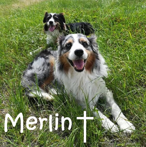Merlin_36972288_2081924395182554_7129951044880039936_n