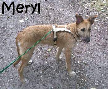 Meryl_IMG-20150712-WA0006_mN