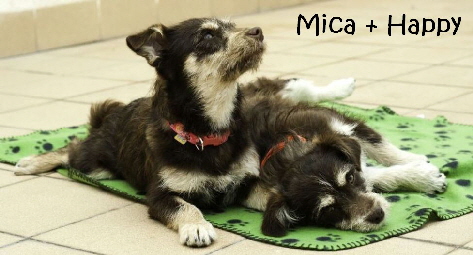 Mica2_mitName