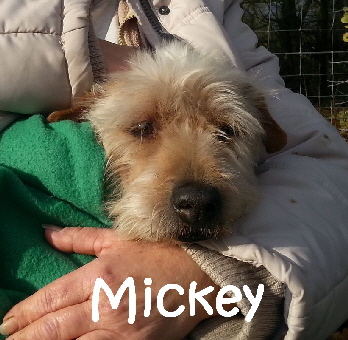 Mickey_20171125_113411_mN
