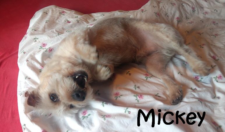 Mickey_IMAG0677