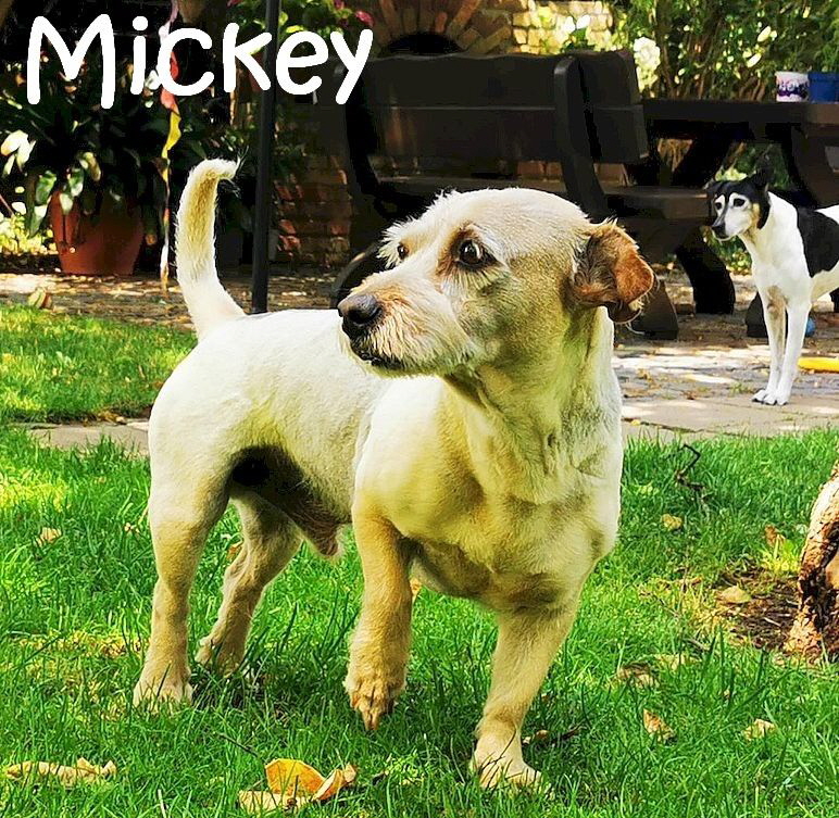 Mickey_IMG_20230709_135649