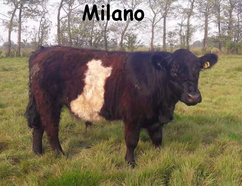 Milano_received_304089507349606