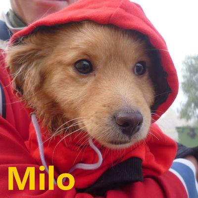 Milo_663_mitName
