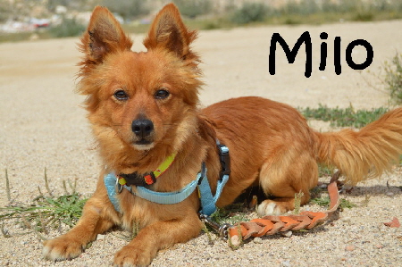 Milo_DSC_0162_mN