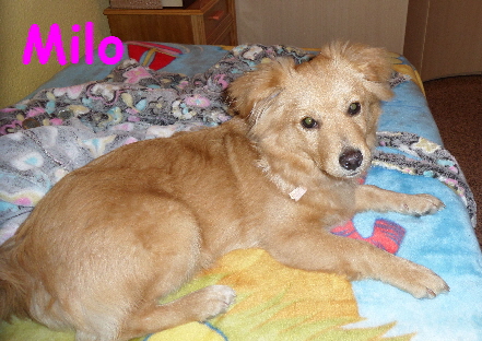 Milo_SAM_0006_mitName