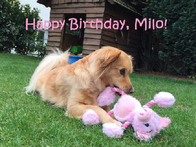 Milo_image1_happyBirthday