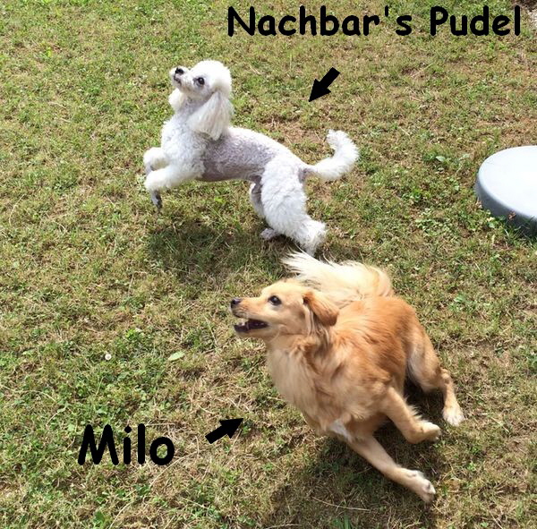 Milo_neu_001_beschriftet