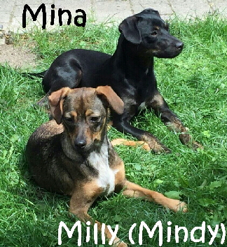 Mina+Mindy_IMG-20160730-WA0015_mN