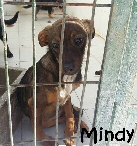 Mindy_12804570_10204182590444349_2050654932__mN