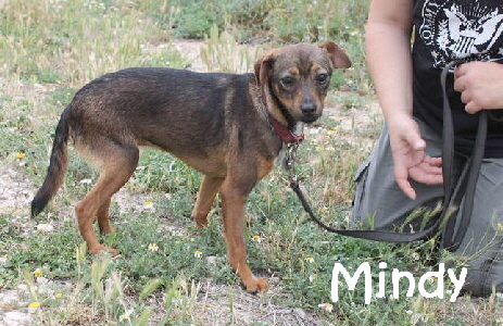 Mindy_adjuntos_fichero_1fd69c94f882cd20g_mN