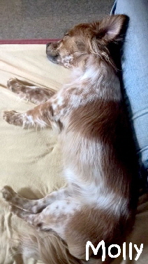 Molly_IMG-20170810-WA0004_mN
