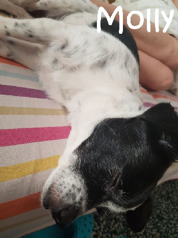 Molly_IMG-20180917-WA0020_mN