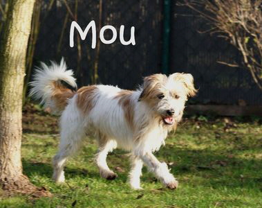 Mou_DSC00302_mN