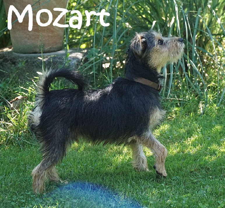 Mozart_DSC04499_mN