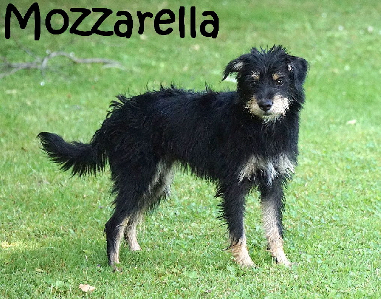 Mozzarella_DSC04403_mN