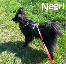 Negri_20150420_111144_mN