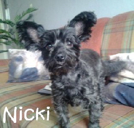 Nicki_IMG-20160127-WA0009_mN