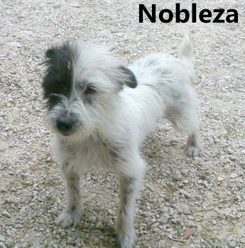 Nobleza_mitName