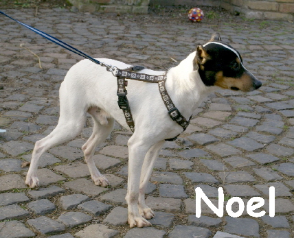 Noel_DSC00123_mN