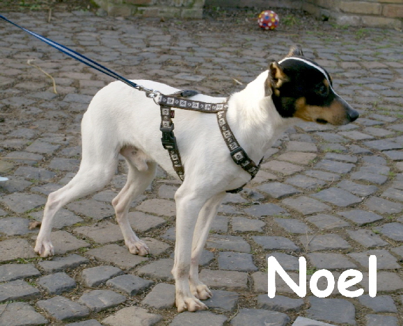 Noel_DSC00123_mN