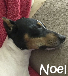 Noel_IMG-20170619-WA0003_mN