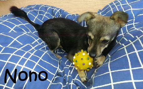 Nono_20171016_121619_mN
