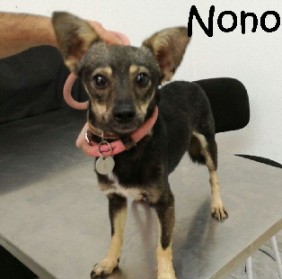 Nono_IMG-20170915-WA0033_mN