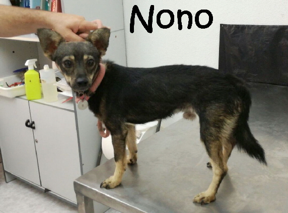 Nono_IMG-20170915-WA0034_mN