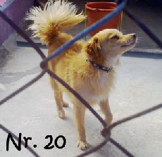 Nr20_1_mN
