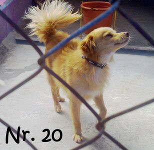 Nr20_1_mN