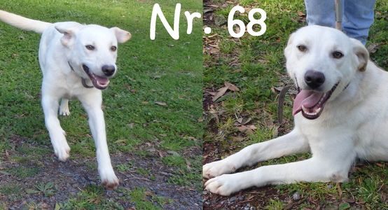 Nr68_mN