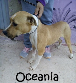 Oceania_88a2ee87-a469-4424-b16b-1a7e64e62a59_mN