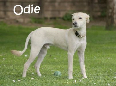 Odie_DSC07932__mN