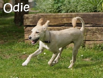 Odie_DSC08018_mN