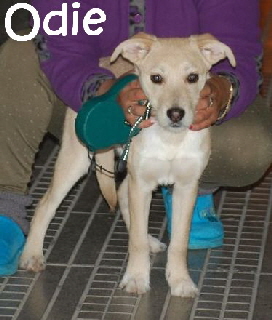 Odie_DSC_0249_mN