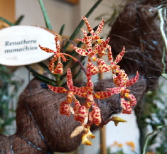 Orchideenausstellung_Bingen_IMAG0379