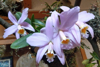 Orchideenausstellung_Bingen_IMAG0380