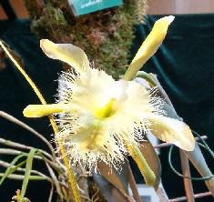 Orchideenausstellung_Bingen_IMAG0384