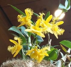 Orchideenausstellung_Bingen_IMAG0388