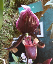 Orchideenausstellung_Bingen_IMAG0390