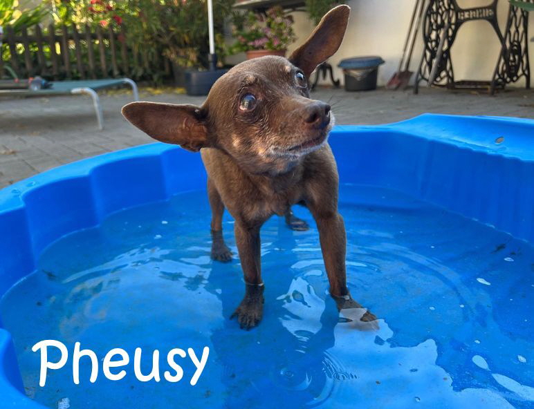 Orpheus-20250701-WA0006 Orpheus-20250701-WA0006