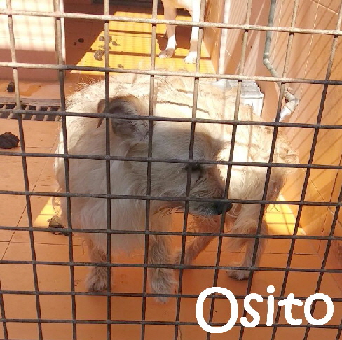 Osito_IMG-20180226-WA0033_mN