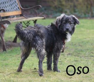 Oso_DSC00494_mN