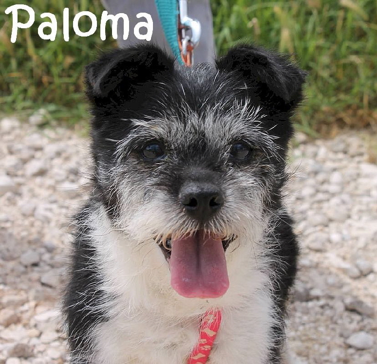 Paloma_IMG_3646_mN