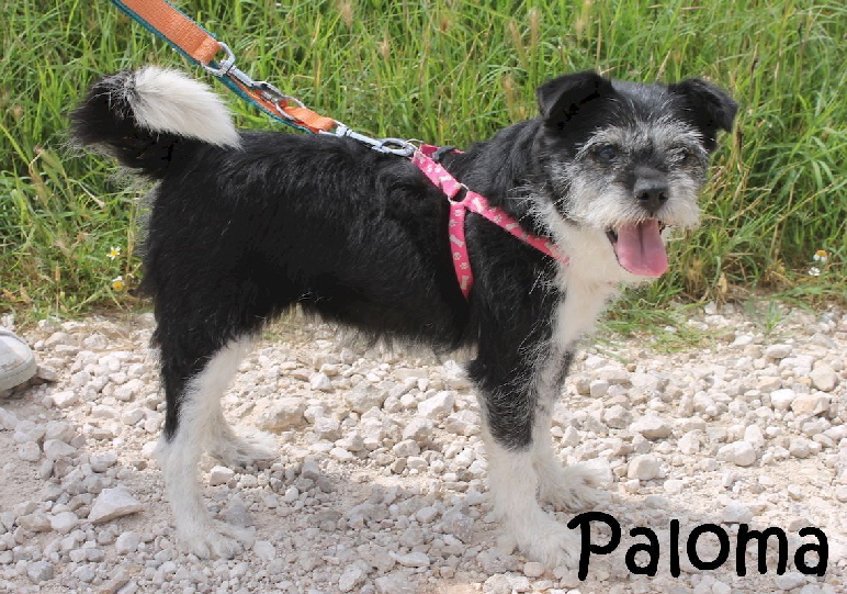 Paloma_IMG_3668_mN