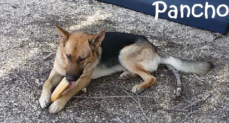 Pancho_20160209_114253_mN
