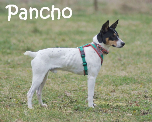 Pancho_DSC01724_mN